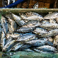 full image HORSE MACKEREL