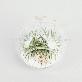detail image1 Air Plants Tillandsia DIY Terrarium Kit " White Sand Beach " by Joinflower