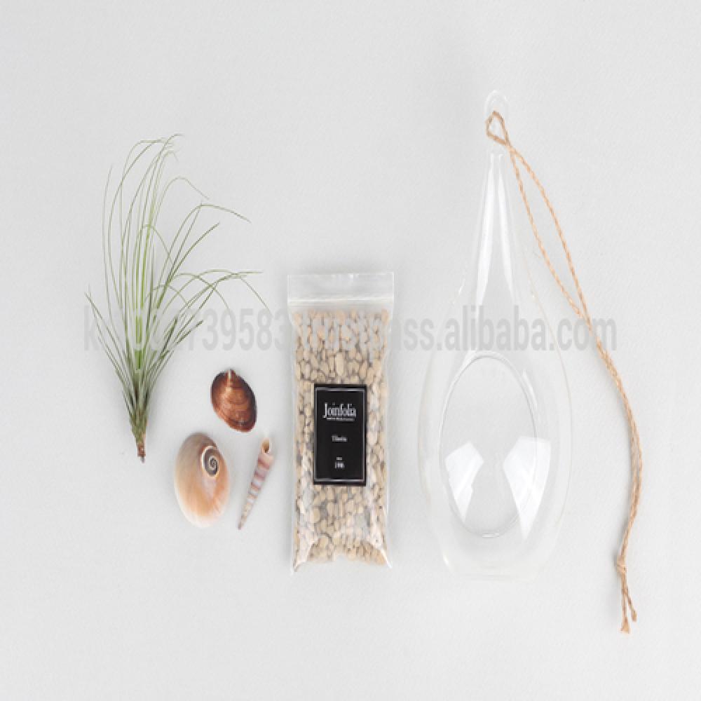 Air Plants Tillandsia Terrarium Set " Desert Juncifolia " by Joinflower Joinfolia