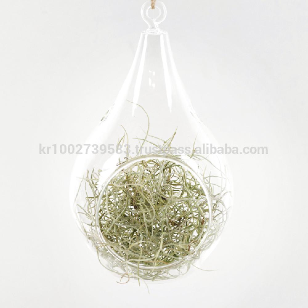 Beautiful Air Plants Hanging Terrarium Set " Spanish Moss " Joinflower Joinfolia