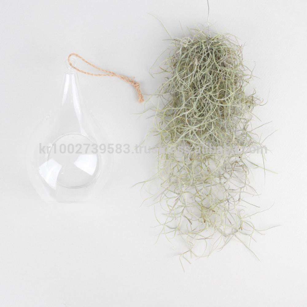 Beautiful Air Plants Hanging Terrarium Set " Spanish Moss " Joinflower Joinfolia