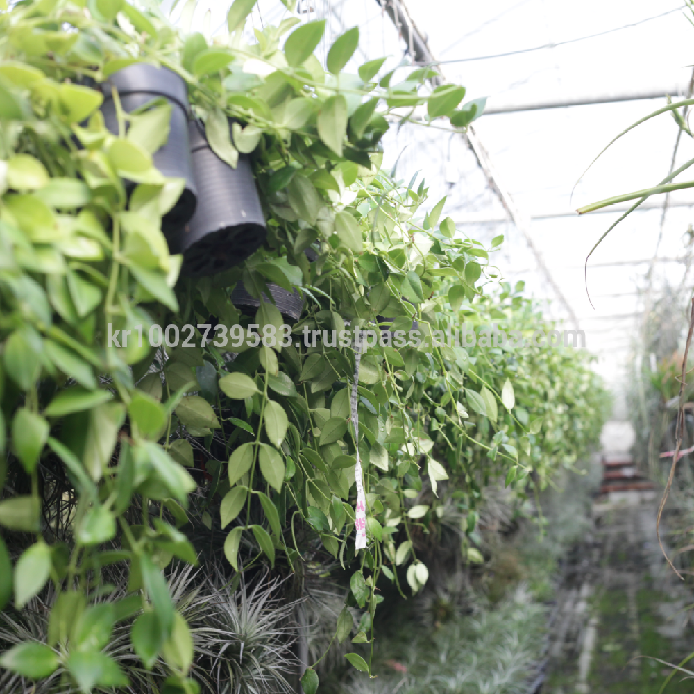Beautiful, small, reddish orange flowers Lipstick Plants " Green " Joinflower Joinfolia