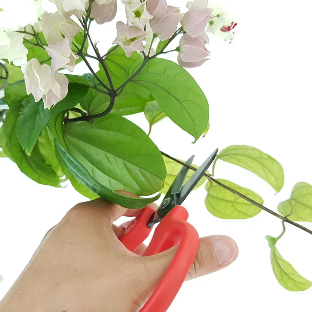 Garden Scissors